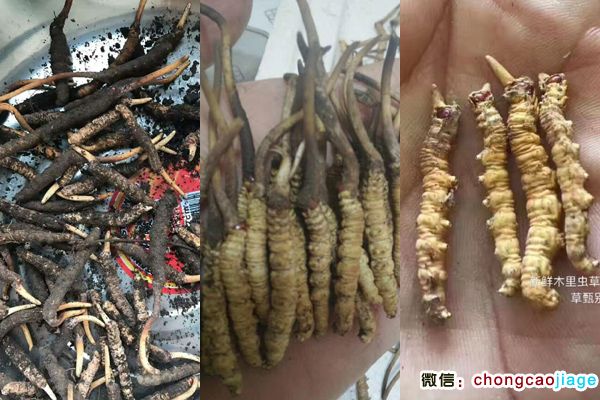 木里蟲草圖片
