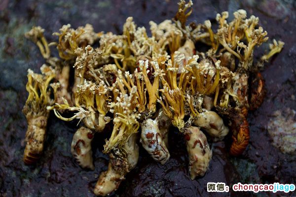 大蟲草蟬花圖片