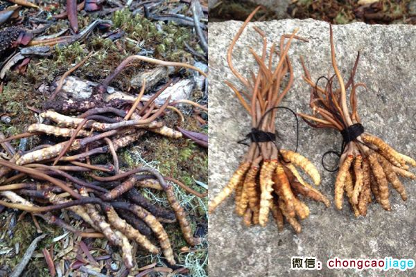 云南老君山蟲草