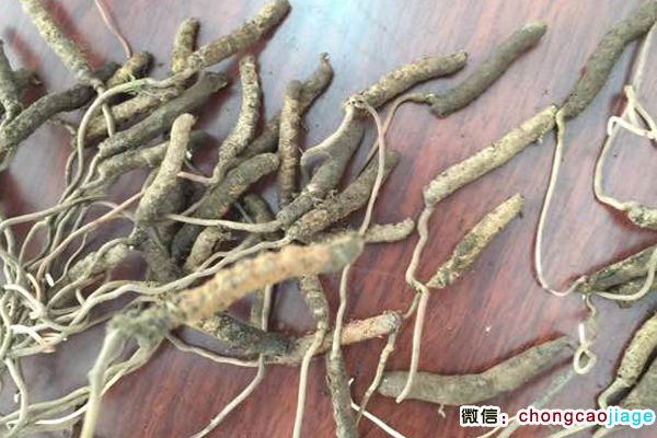 云南綏江蟲草圖片