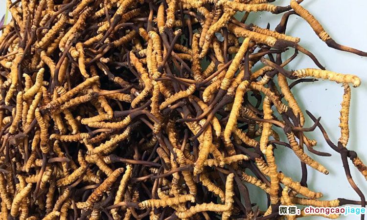 新鮮蟲草圖片