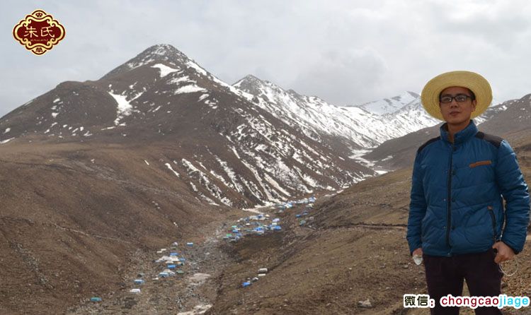 澤庫冬蟲夏草采挖營地圖片