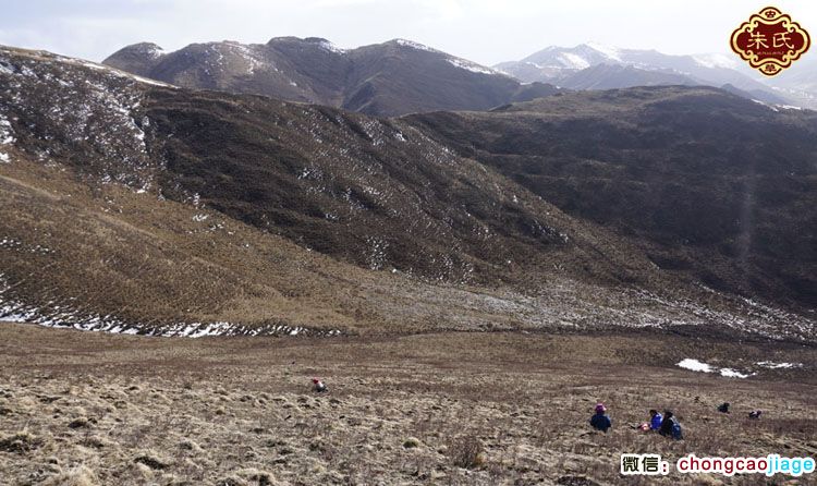 澤庫縣挖蟲草的藏民圖片