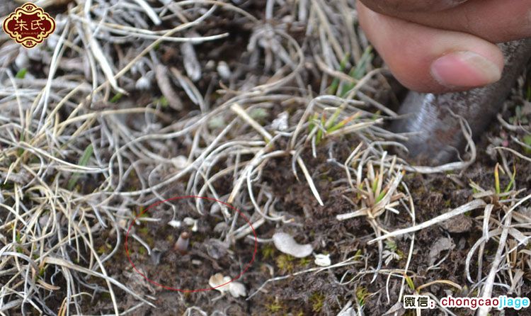 新鮮冬蟲夏草子座圖片