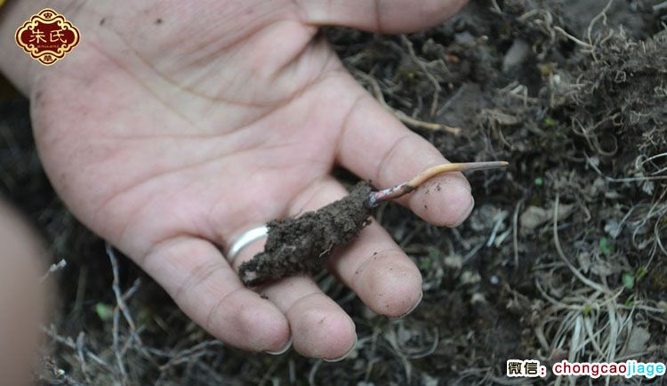 澤庫新鮮冬蟲夏草圖片