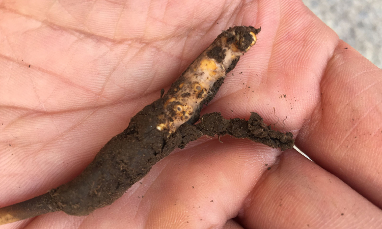 冬蟲夏草外表白色菌絲圖片