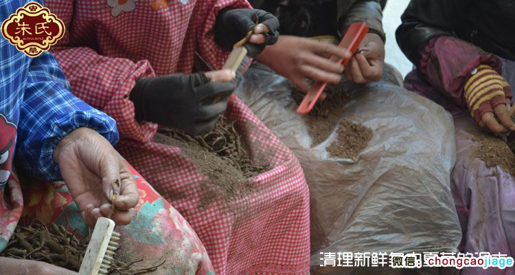 冬蟲夏草采摘后清理泥土圖片