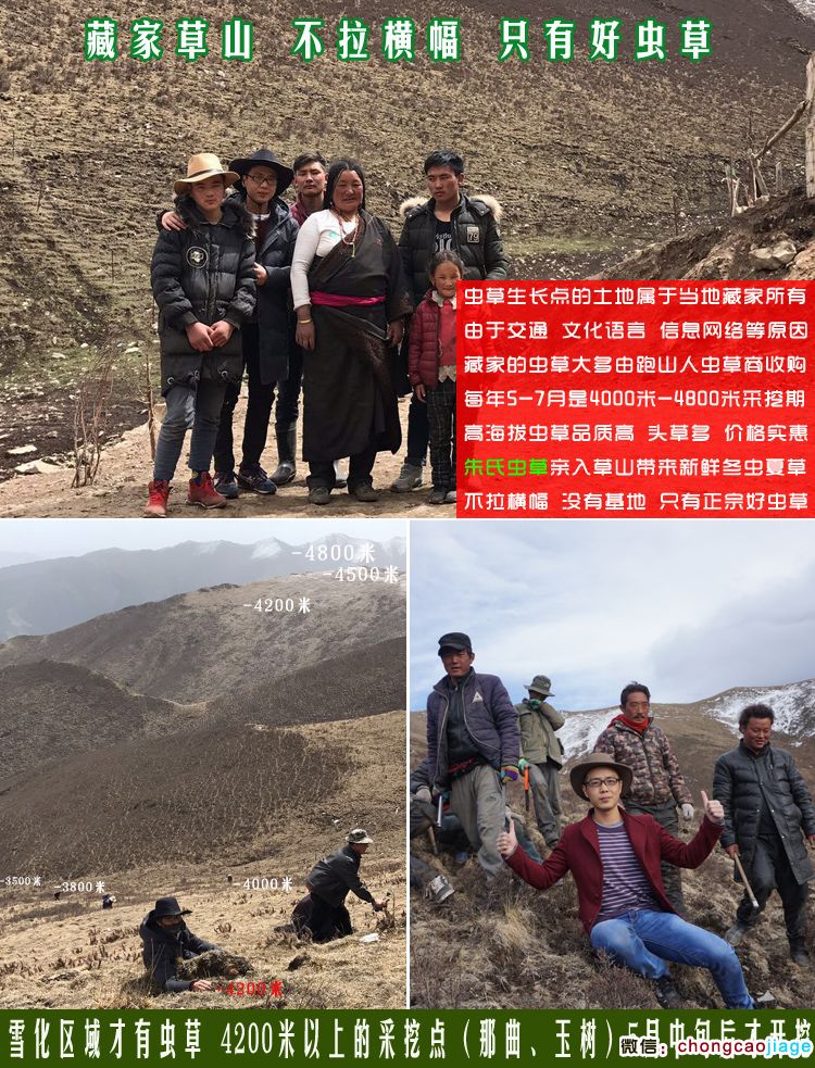 冬蟲夏草采挖時間及地點選擇