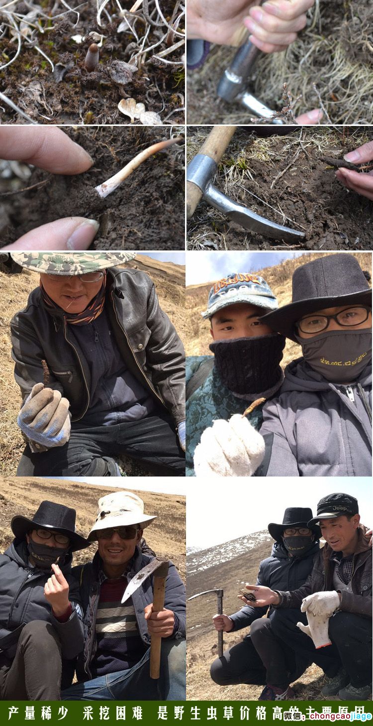 發現冬蟲夏草及采挖冬蟲夏草的過程圖片