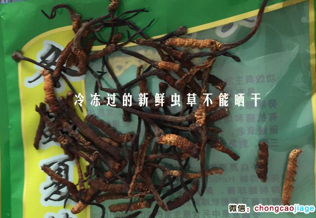 冷凍后的新鮮蟲草曬干萎縮發(fā)黑圖片