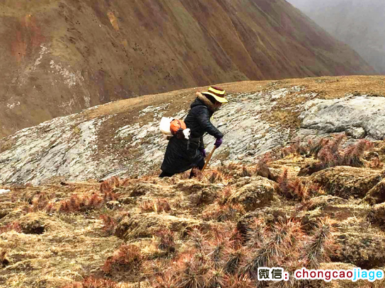 巴青蟲草采挖藏民圖片