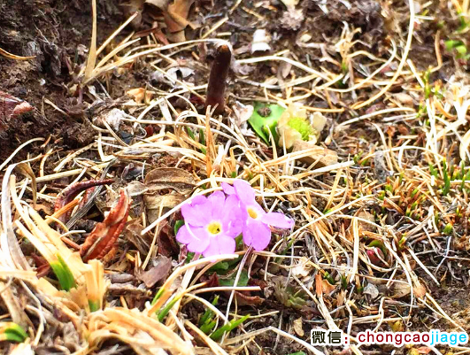 那曲野生蟲草圖片