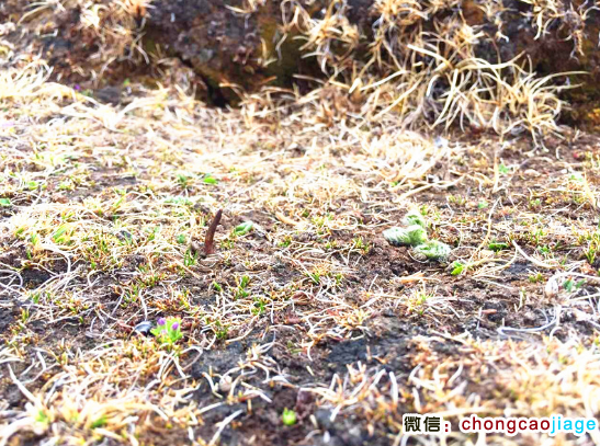 新鮮那曲蟲草子座圖片