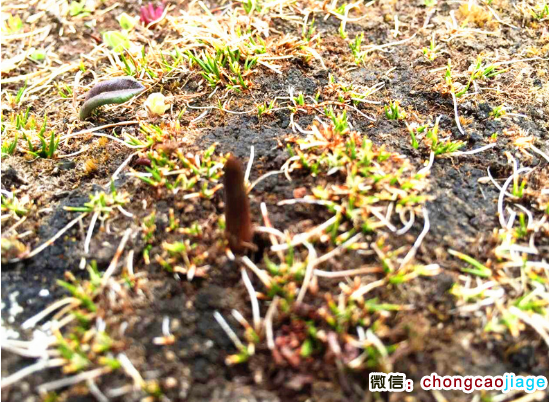 那曲冬蟲夏草圖片