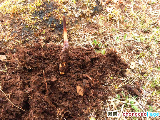 新鮮那曲蟲草圖片