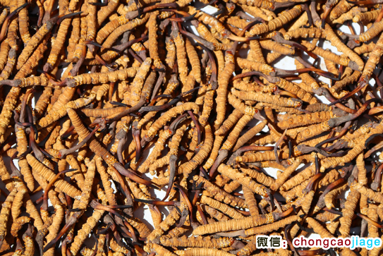 巴青縣冬蟲夏草圖片