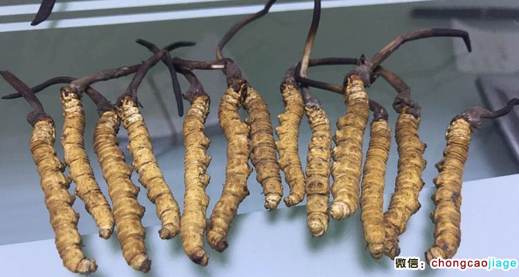 加查縣蟲草圖片