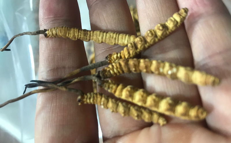 凍干冬蟲夏草圖片