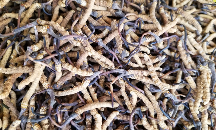 青海玉樹治多蟲草圖片