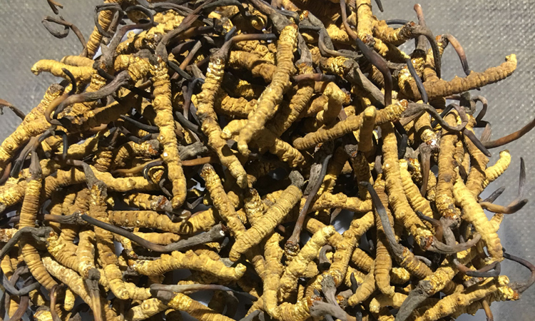 治多冬蟲夏草斷蟲草圖片