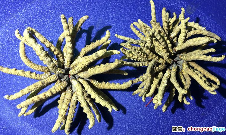 冬蟲夏草3根1克與6條1克大小對比圖片