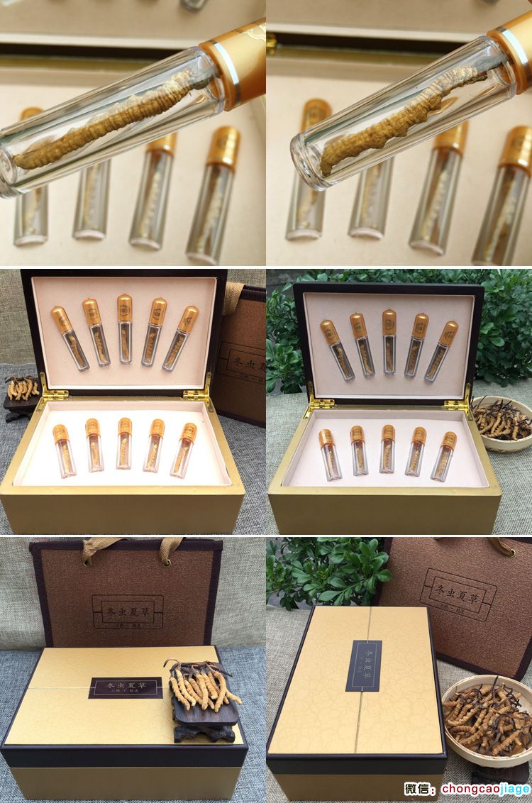 高檔蟲草試管10根禮品裝