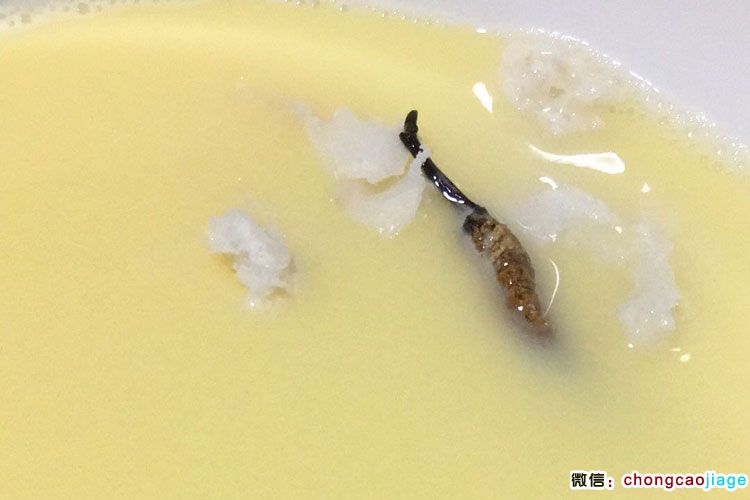 蟲草蒸雞蛋圖片