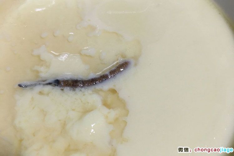 蟲草雞蛋羹圖片