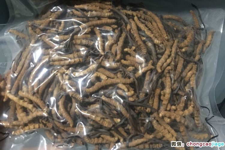 冬蟲夏草真空包裝后放冰箱