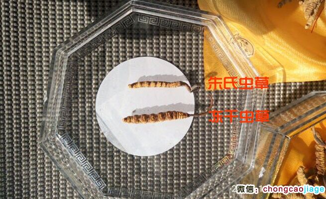 曬干蟲草和凍干蟲草大小對比圖片