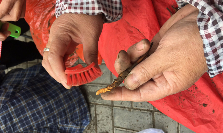 清理蟲體尾部泥土