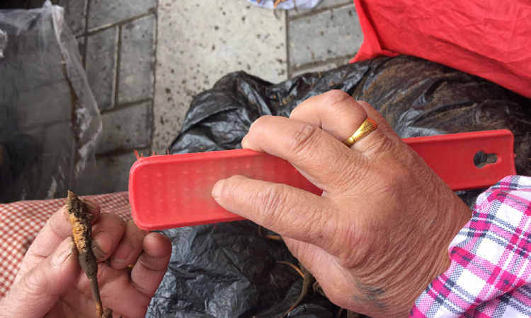 清理蟲草足部泥土