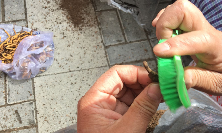 新鮮蟲草刷土圖片