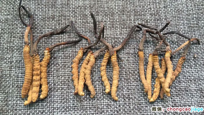 一克4條5條6條冬蟲夏草大小對比圖片