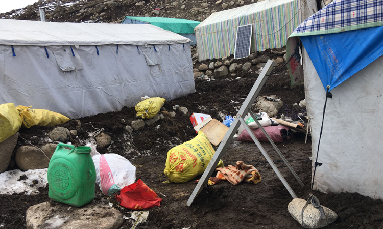 近距離拍攝冬蟲夏草采挖基地