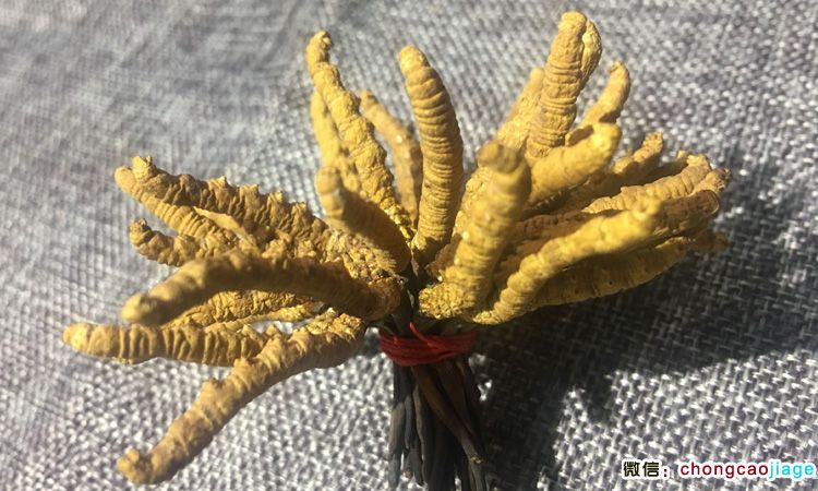 蟲草扎花成功圖片