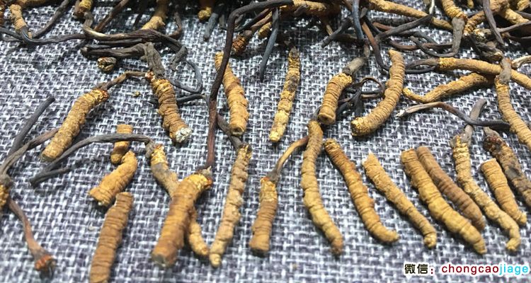 冬蟲夏草斷草圖片