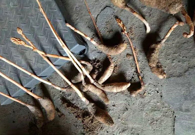 新鮮野生天麻圖片