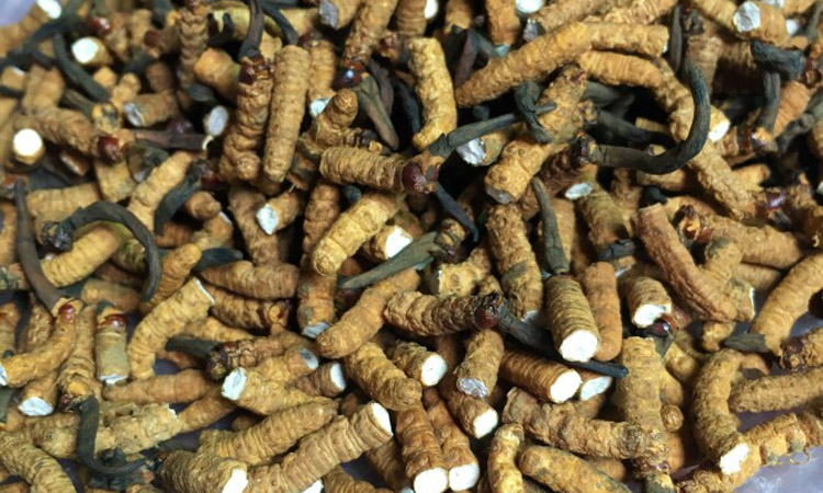 亞香棒蟲草斷草圖片