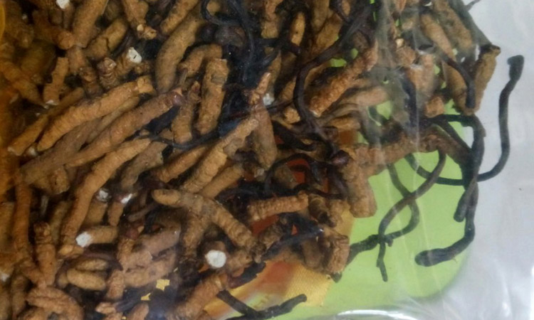 亞香棒蟲草子座圖片