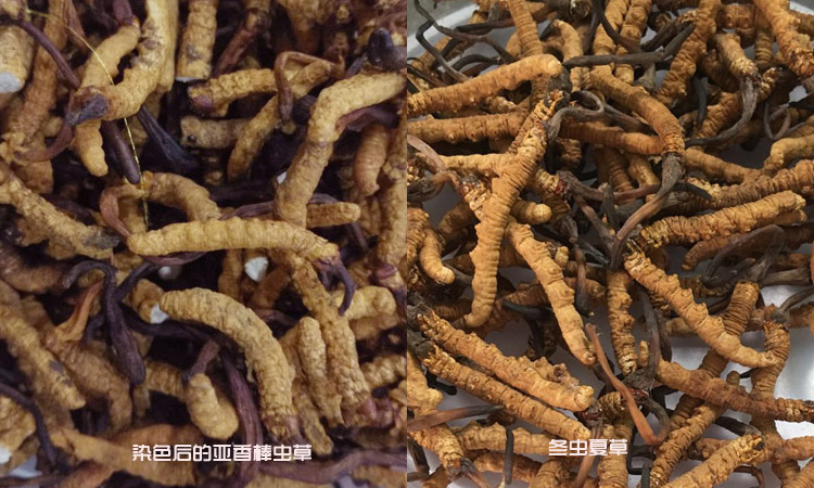 冬蟲夏草和亞香棒蟲草區(qū)別圖片