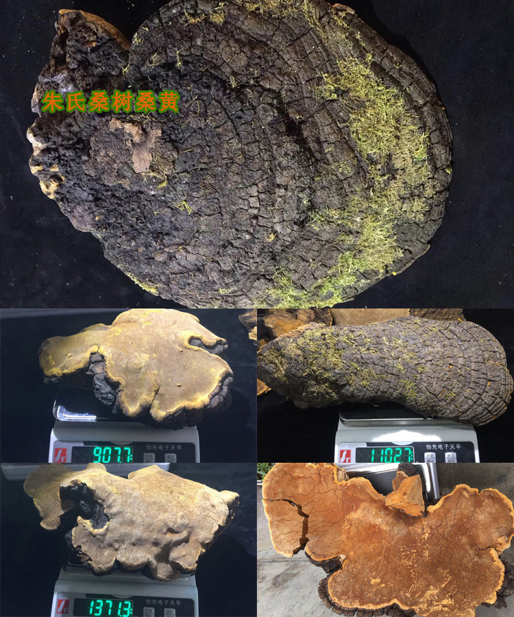 20年30年桑樹野生桑黃圖片