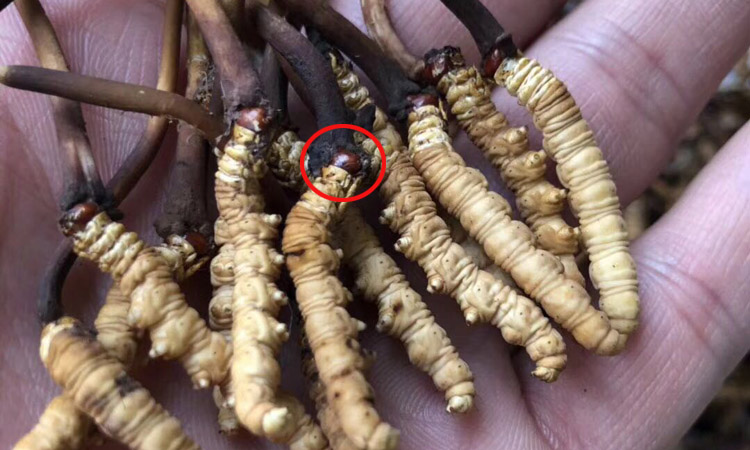 青海紅眼睛蟲草圖片