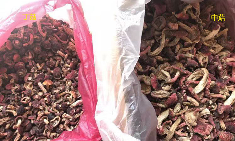 丁菇和中菇圖片對比