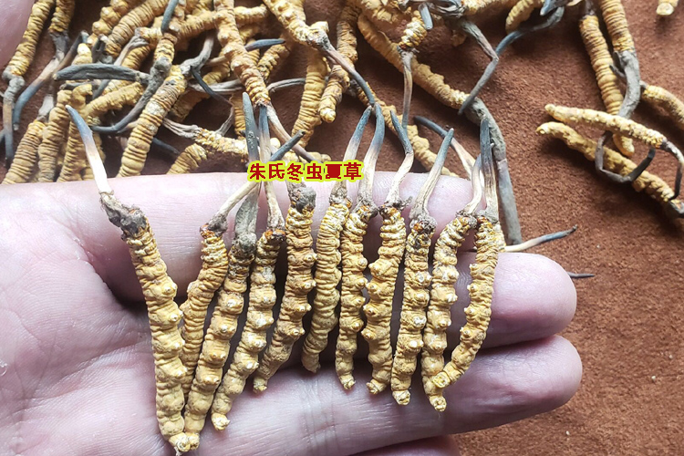 那曲冬蟲夏草圖片