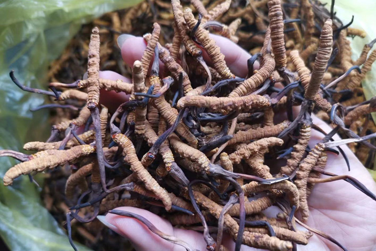 那曲冬蟲夏草照片