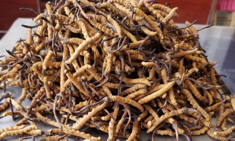 250克3根1克冬蟲夏草圖片