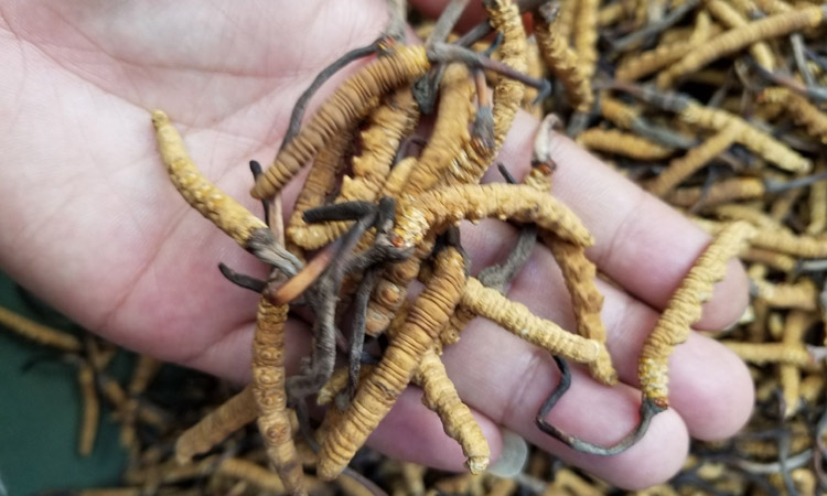 冬蟲夏草圖片3根1克