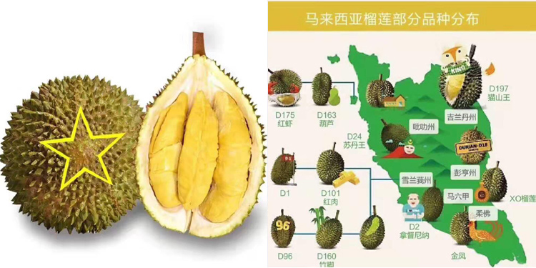 馬來西亞榴蓮介紹