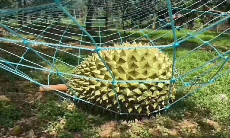 貓山王榴蓮自然掉落在人工網上